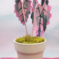 Petite Size Pink Variegated Alocasia Magical Paper House Plant