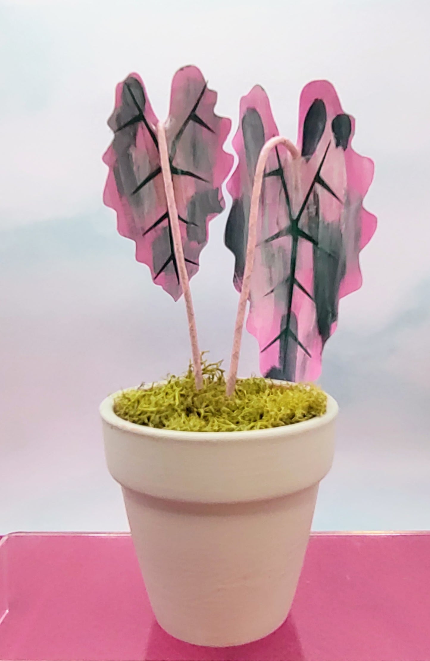 Petite Size Pink Variegated Alocasia Magical Paper House Plant