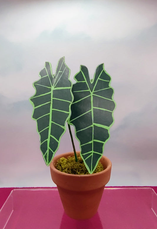 Petite Size Alocasia Magical Paper House Plant