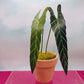 Petite Size Philodendron Spiritus- Sancti Magical Paper House Plant