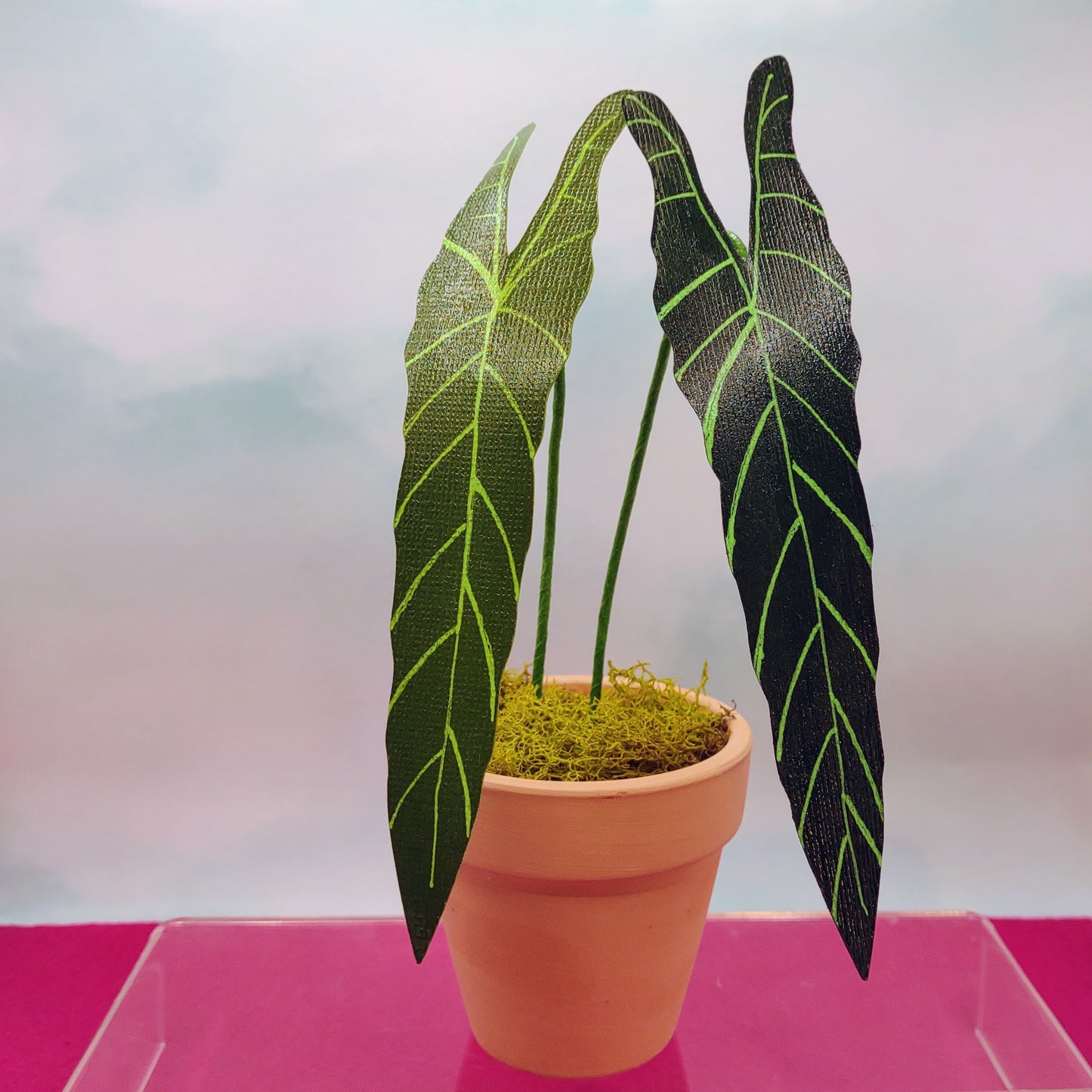 Petite Size Philodendron Spiritus- Sancti Magical Paper House Plant