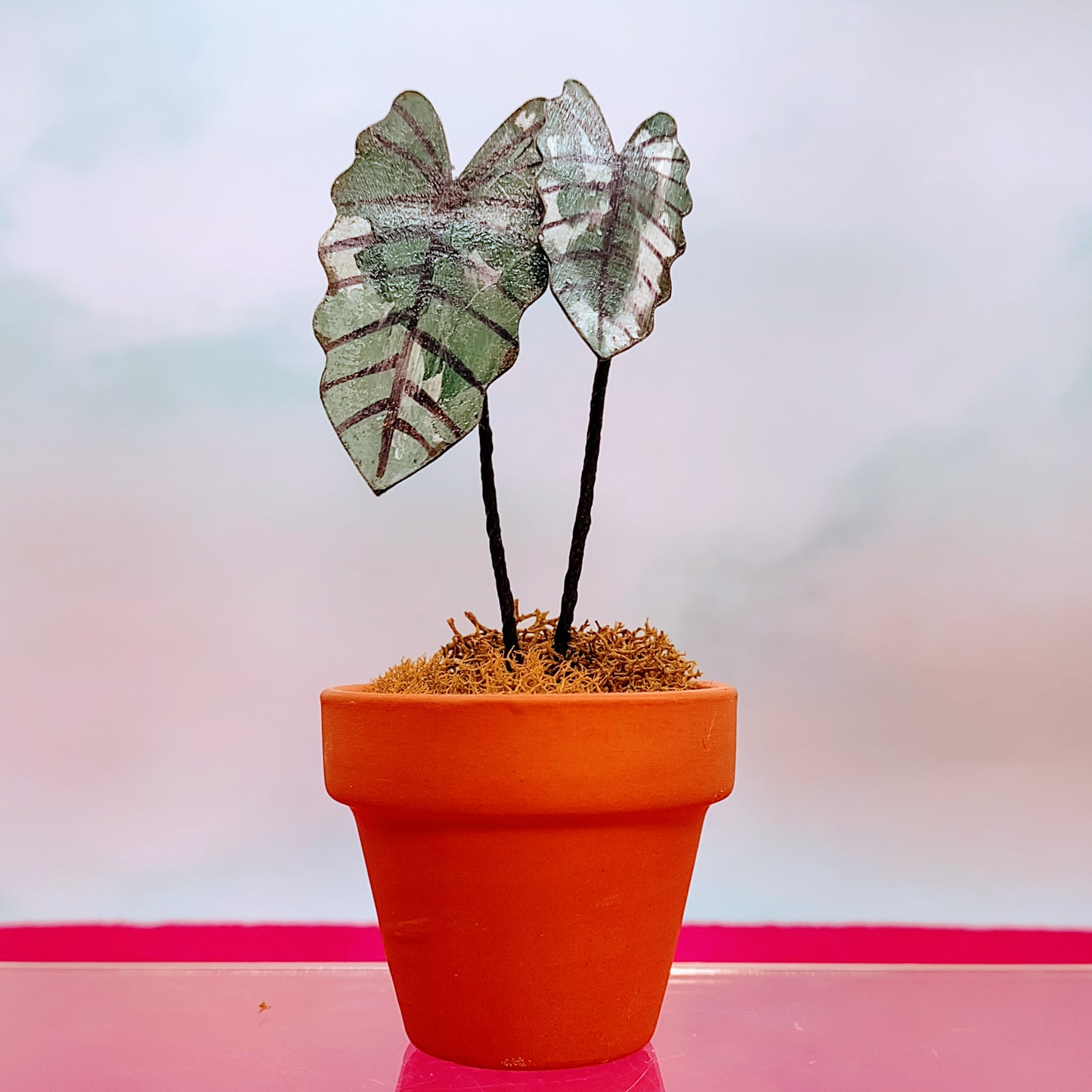 Tiny Magical Paper House Plant Alocasia Albo in Clay Pot- DECORATIVE